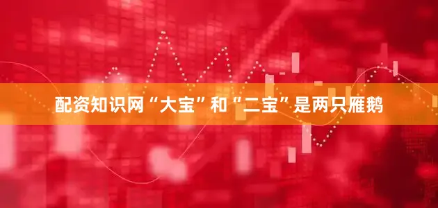 配资知识网“大宝”和“二宝”是两只雁鹅
